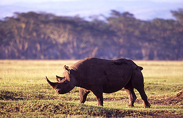 Black rhino
